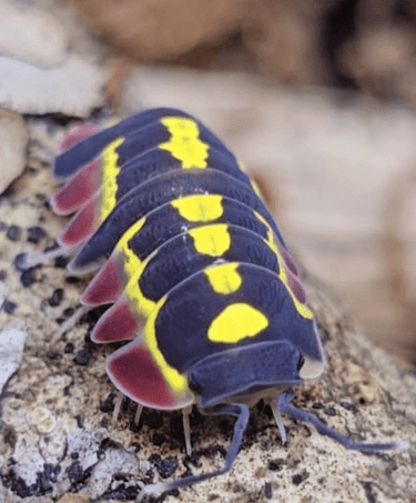 isopods for sale
